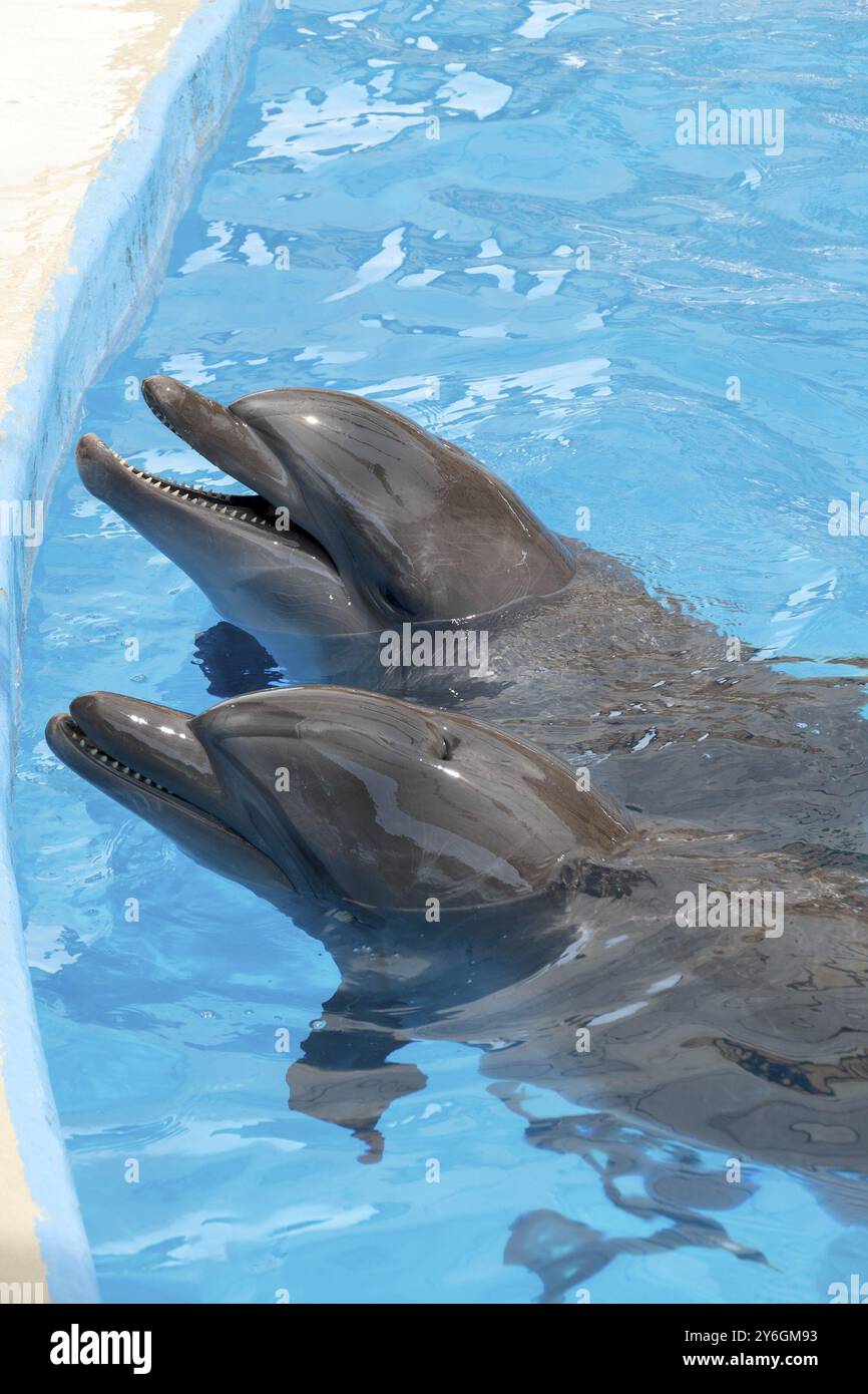 Due delfini in piscina con acqua blu Foto Stock