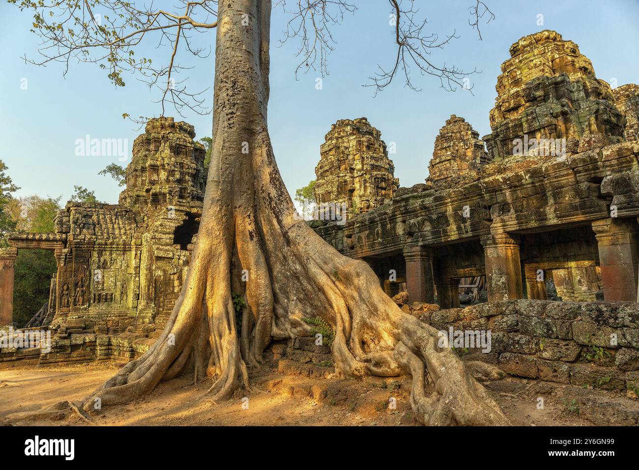 Radici di alberi giganti che coprono le rovine del tempio Ta Prohm ad Angkor Wat, Siem Reap, Cambogia, Asia Foto Stock