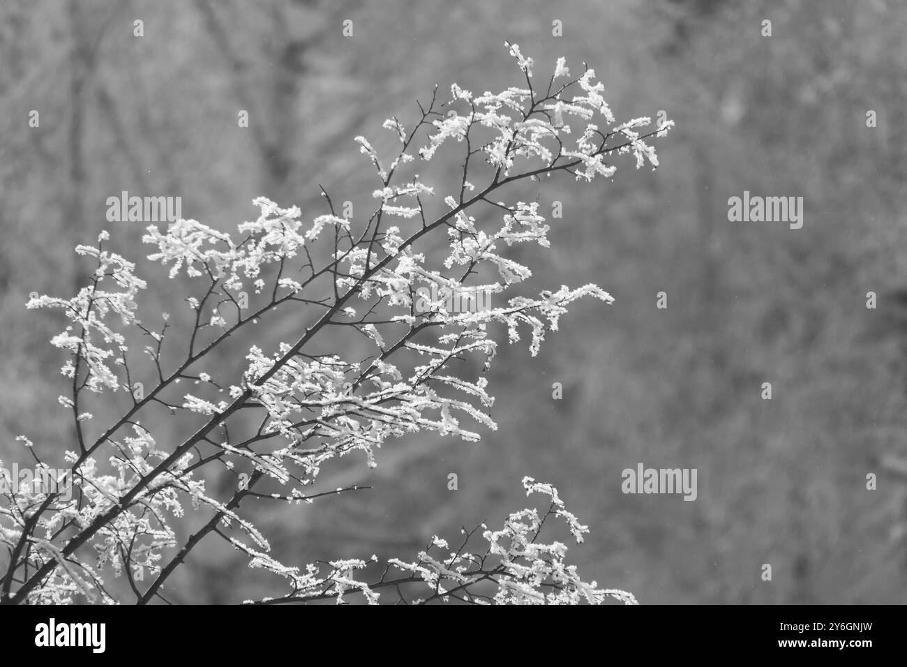 Ramo di un albero ricoperto di gelo in una giornata ghiacciata Foto Stock