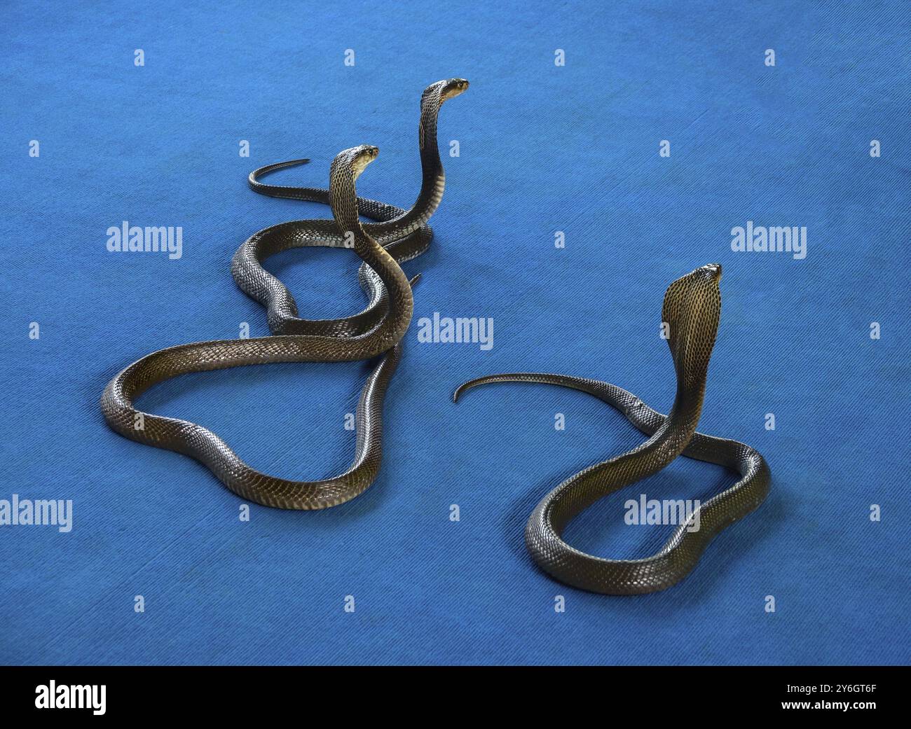 Tre cobra su tappeto, spettacolo di serpenti Foto Stock