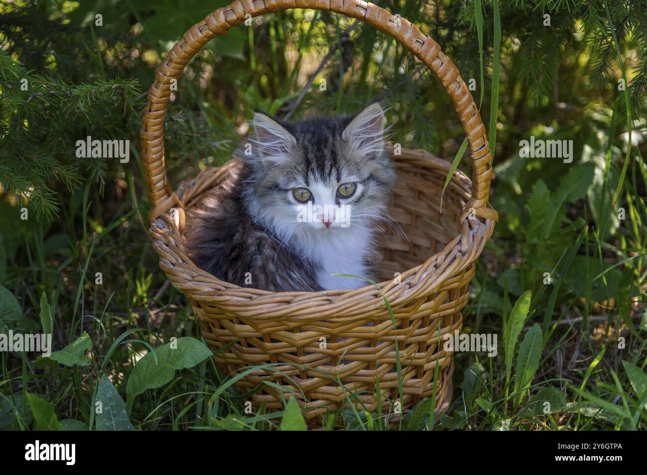 Ritratto gattino siberiano a pelo lungo nel cestino. I rami e le foglie verdi della foresta Foto Stock