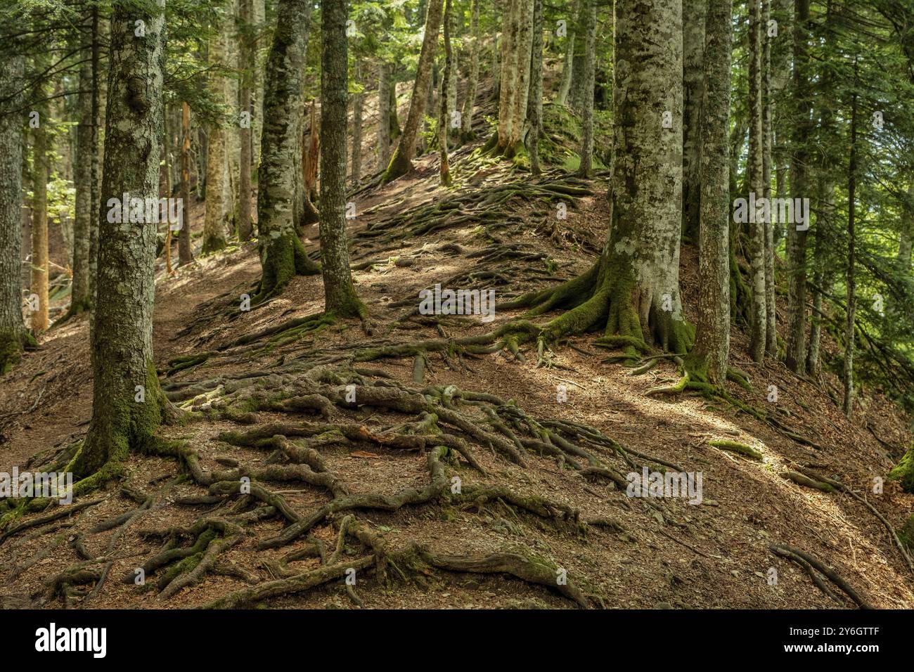 Radici di gnarled esposte intrecciate di alberi che crescono su un pendio di una collina nella foresta di montagna Foto Stock
