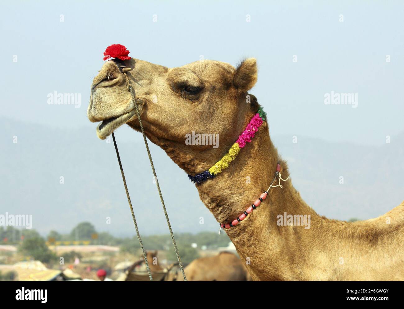 Pushkar Camel Fair, cammello durante il festival a Pushkar in India Foto Stock