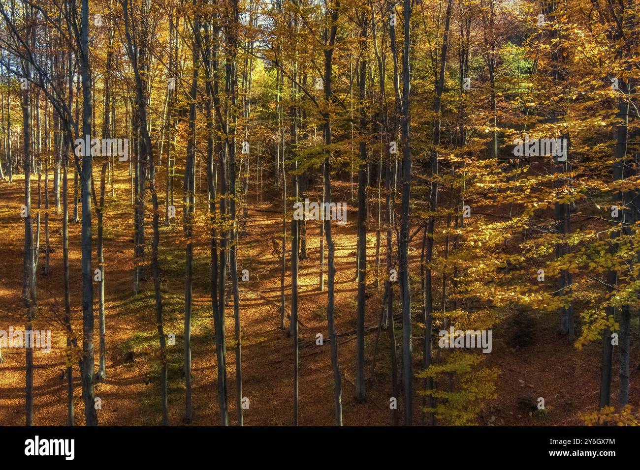 Bel paesaggio in montagna foresta d'autunno luminoso, giorno di sole Foto Stock