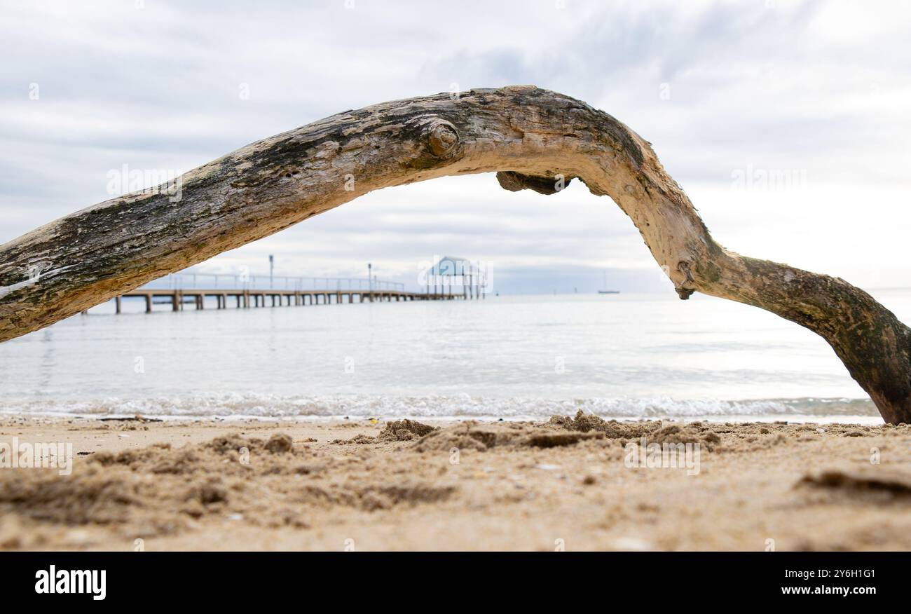 Driftwood vicino alla piccola cittadina costiera storica di Sorrento sulla Penisola di Mornington vicino a Melbourne Australia. Foto Stock