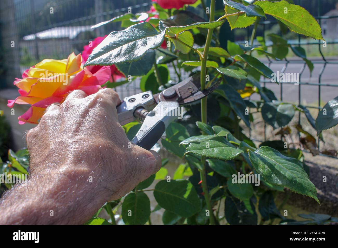 un uomo che taglia una rosa nel suo giardino Foto Stock