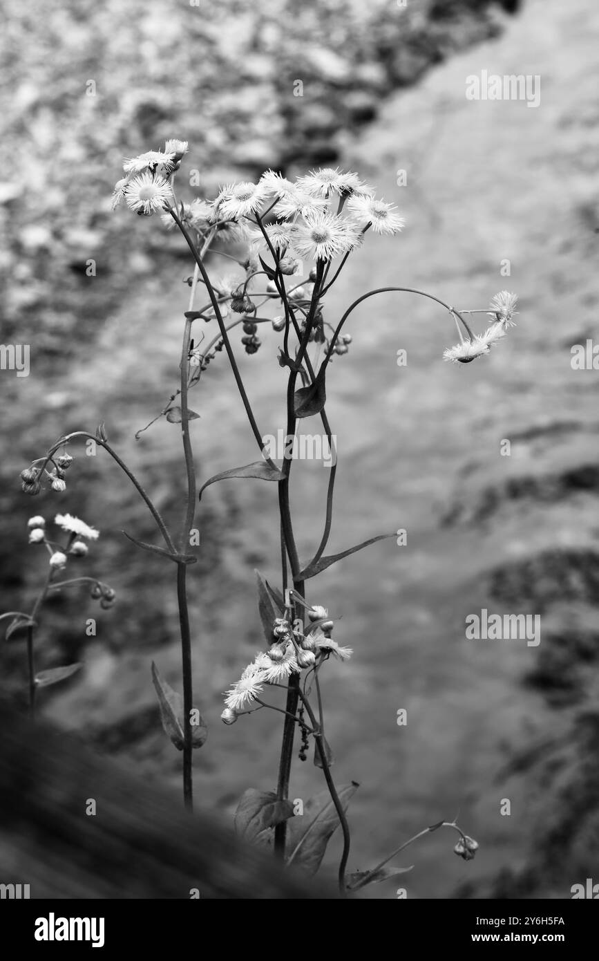 piccolo fiore bianco e nero Foto Stock