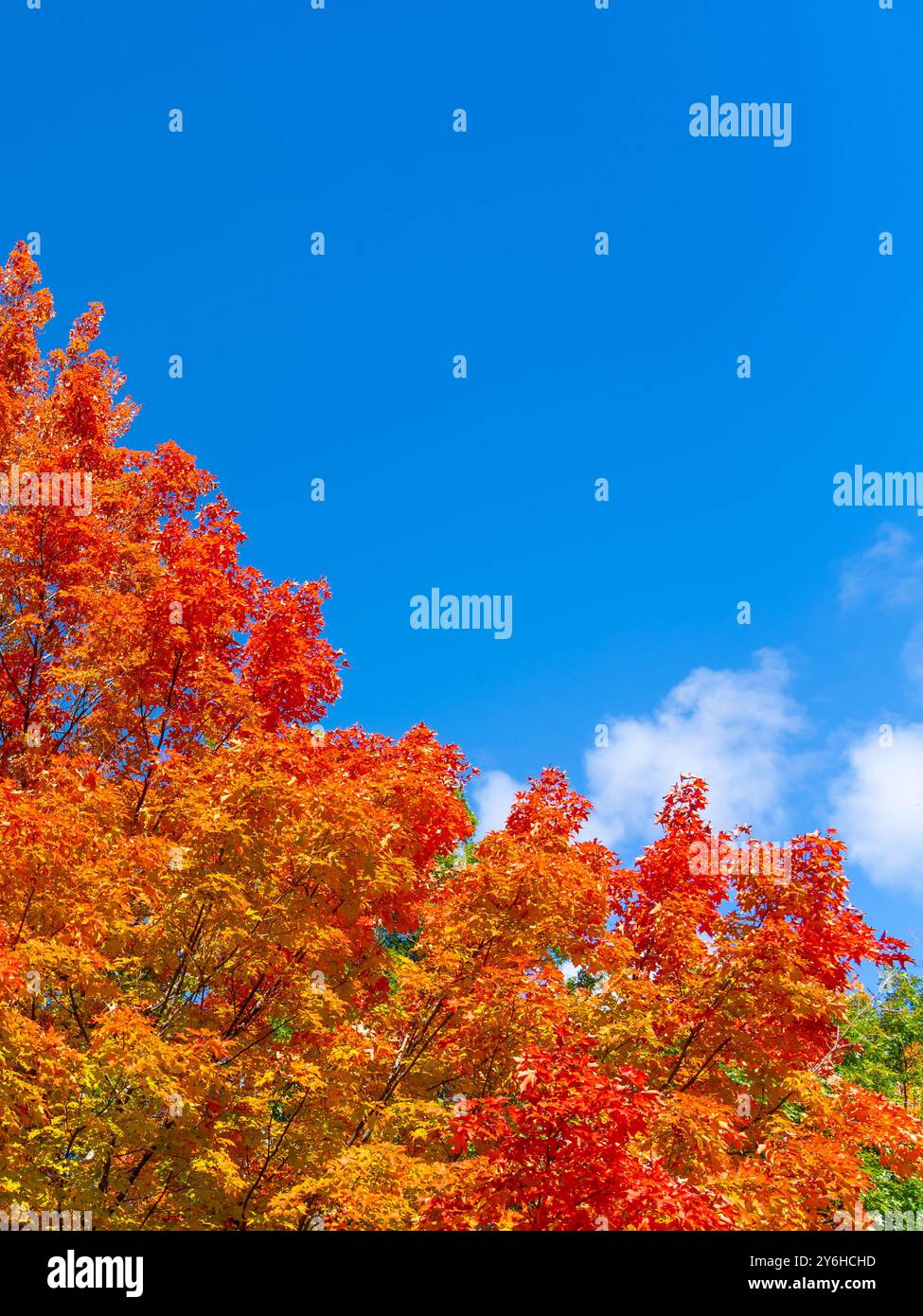 Alberi di acero autunnali colorati con cielo blu e nuvole bianche sullo sfondo. Spazio di testo Foto Stock