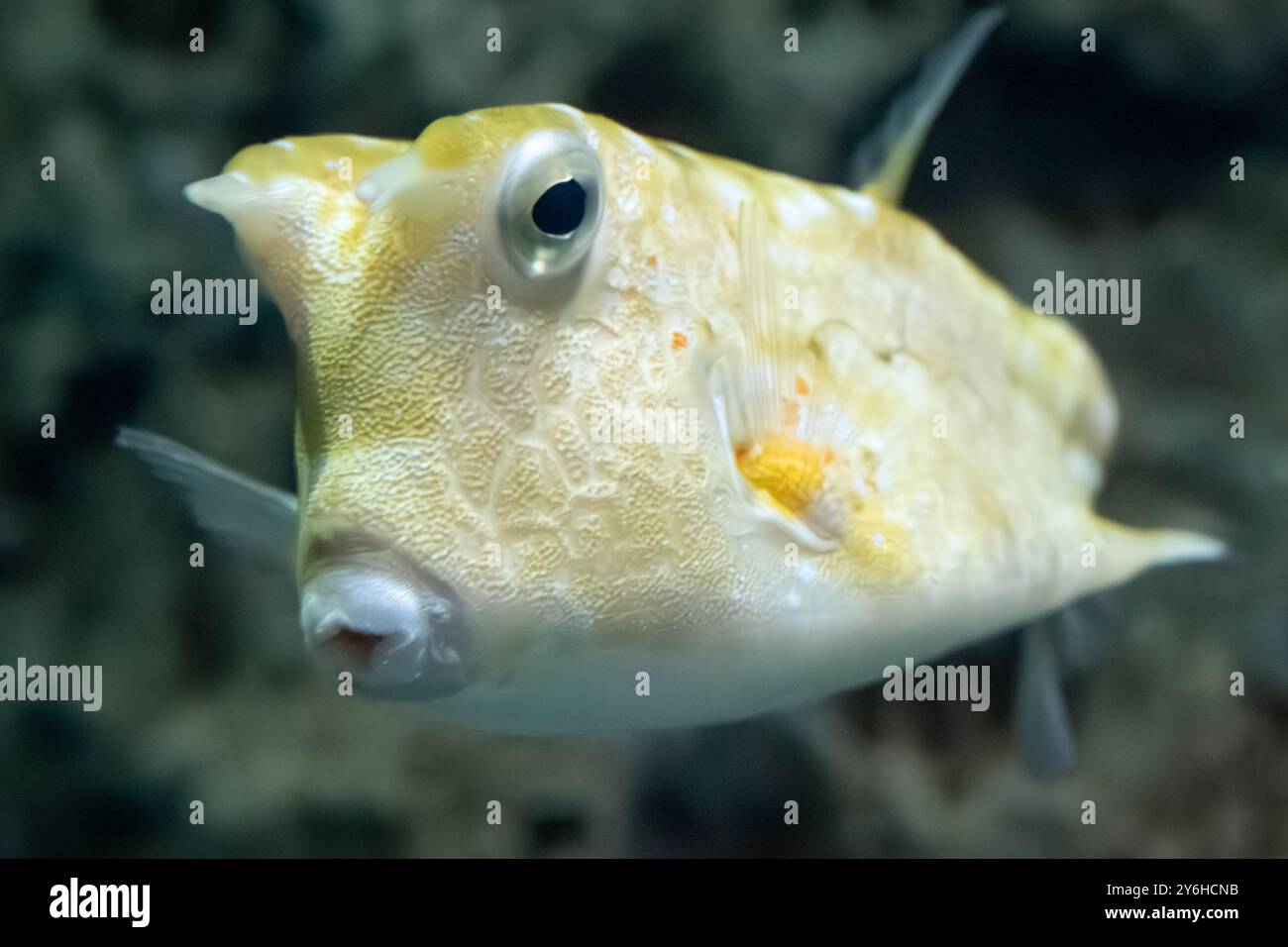 Longhorn cowfish (Lactoria cornuta) al Georgia Aquarium nel centro di Atlanta, Georgia. (USA) Foto Stock