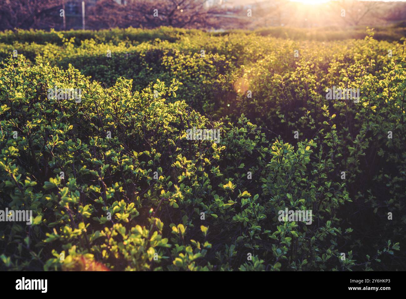 Splendido tramonto sul verde del parco cittadino. Primo piano delle foglie del Bush a molla Foto Stock