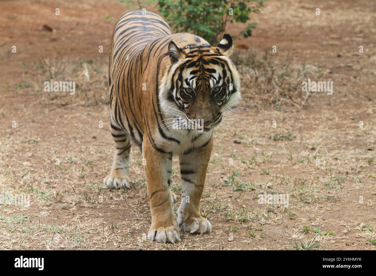Una tigre di Sumatra sta a terra guardando avanti Foto Stock