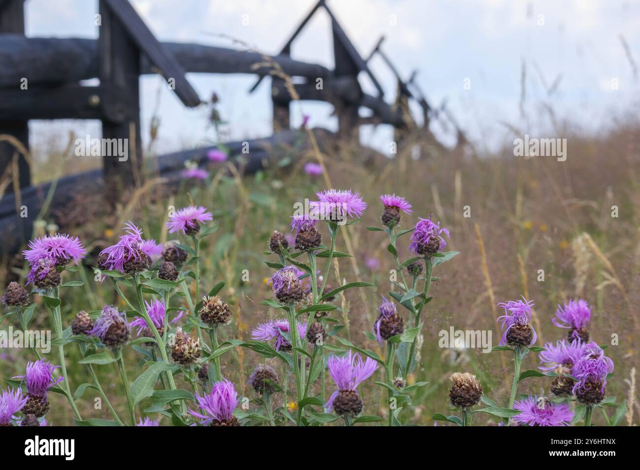 piccola recinzione di legno di campagna con fiori nel prato Foto Stock