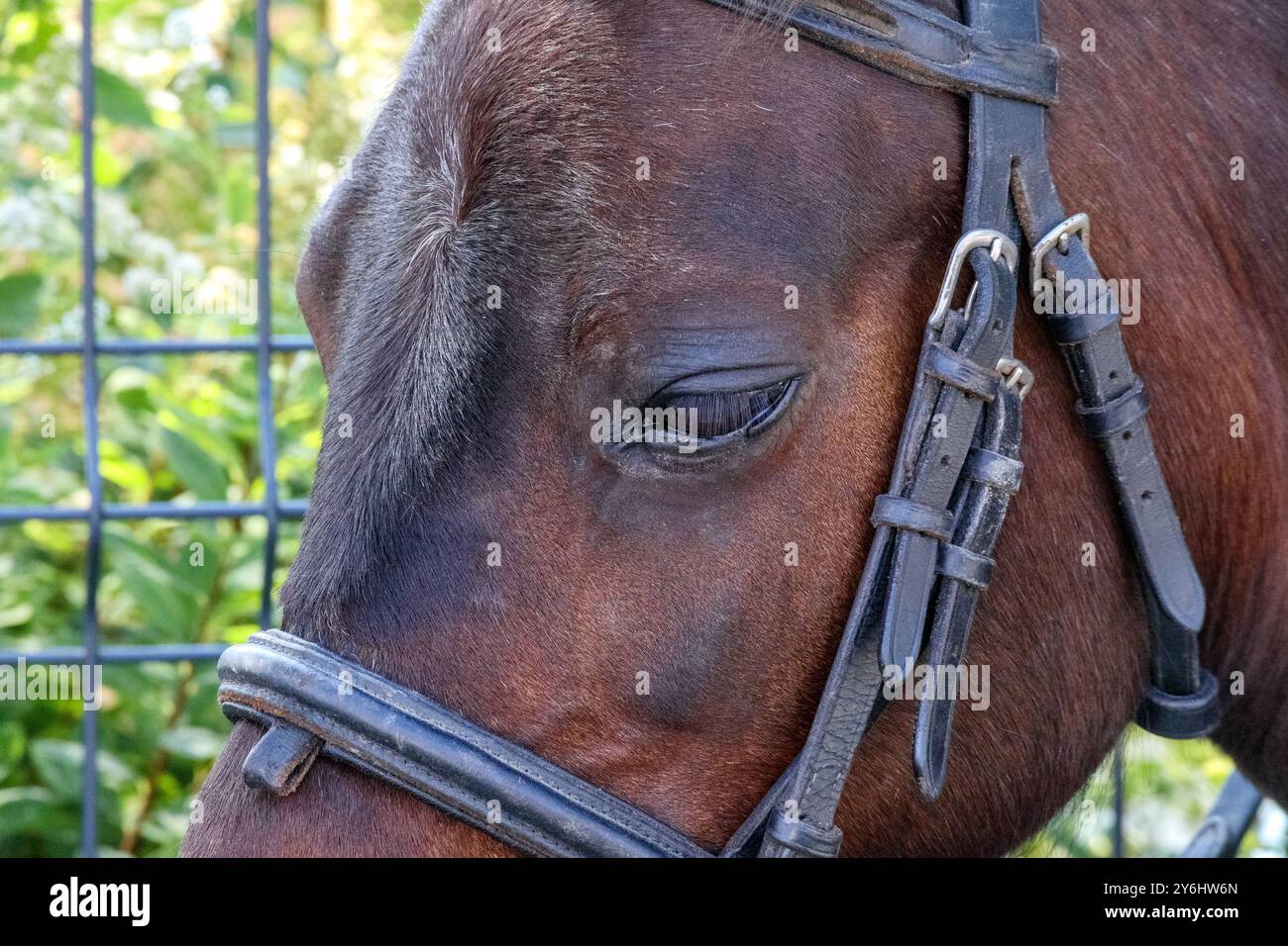 ritratto marrone di un cavallo con un occhio triste Foto Stock