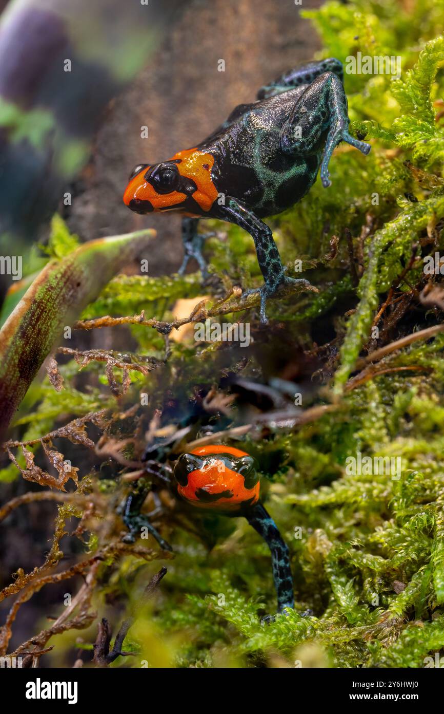 Rane velenose benedette, Ranitomeya benedicta Foto Stock