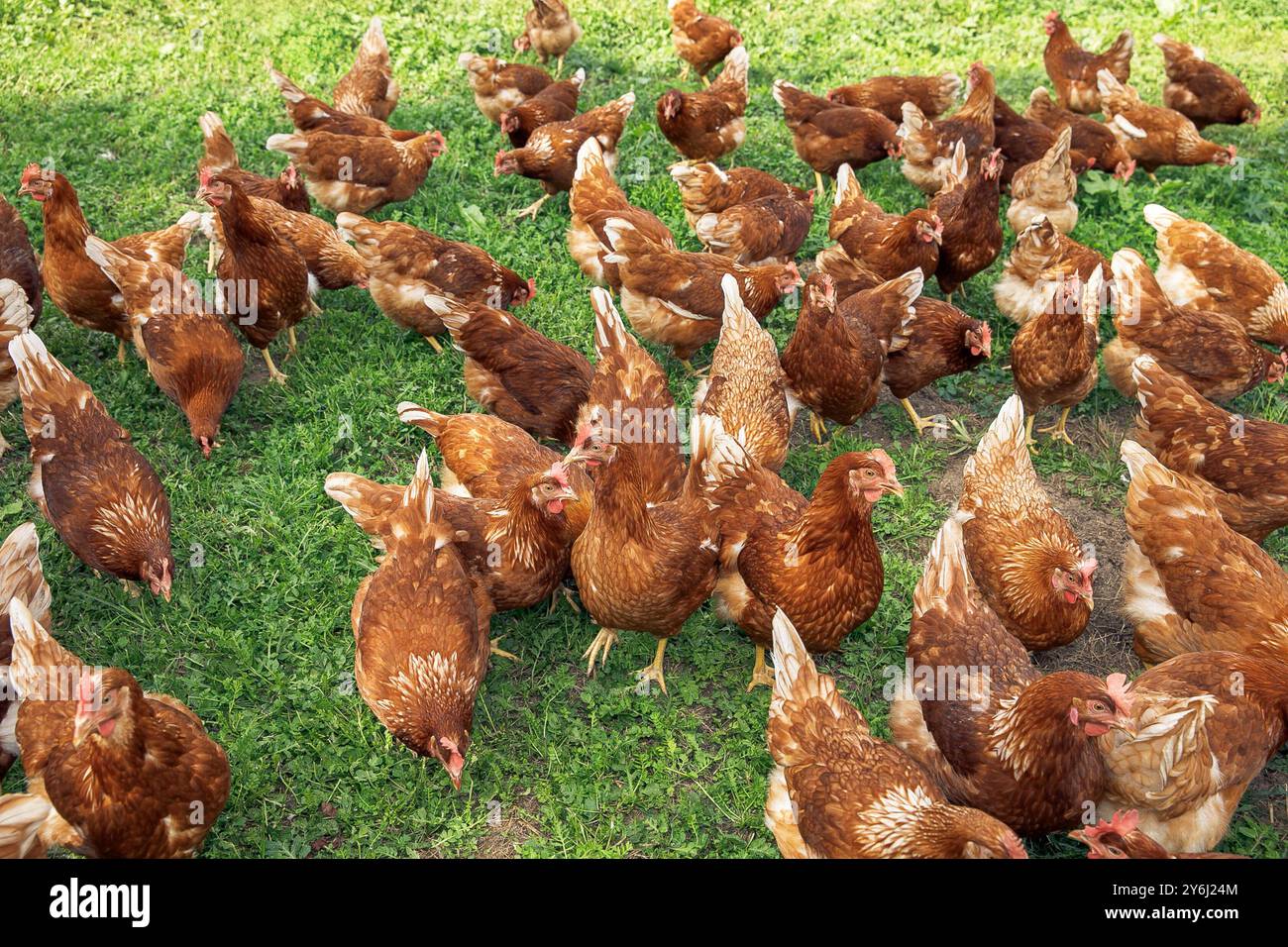 Polli all'aperto in un gregge che si nutrono su lussureggianti prati verdi, godendo dell'ambiente naturale e del concetto di allevamento avicolo Foto Stock