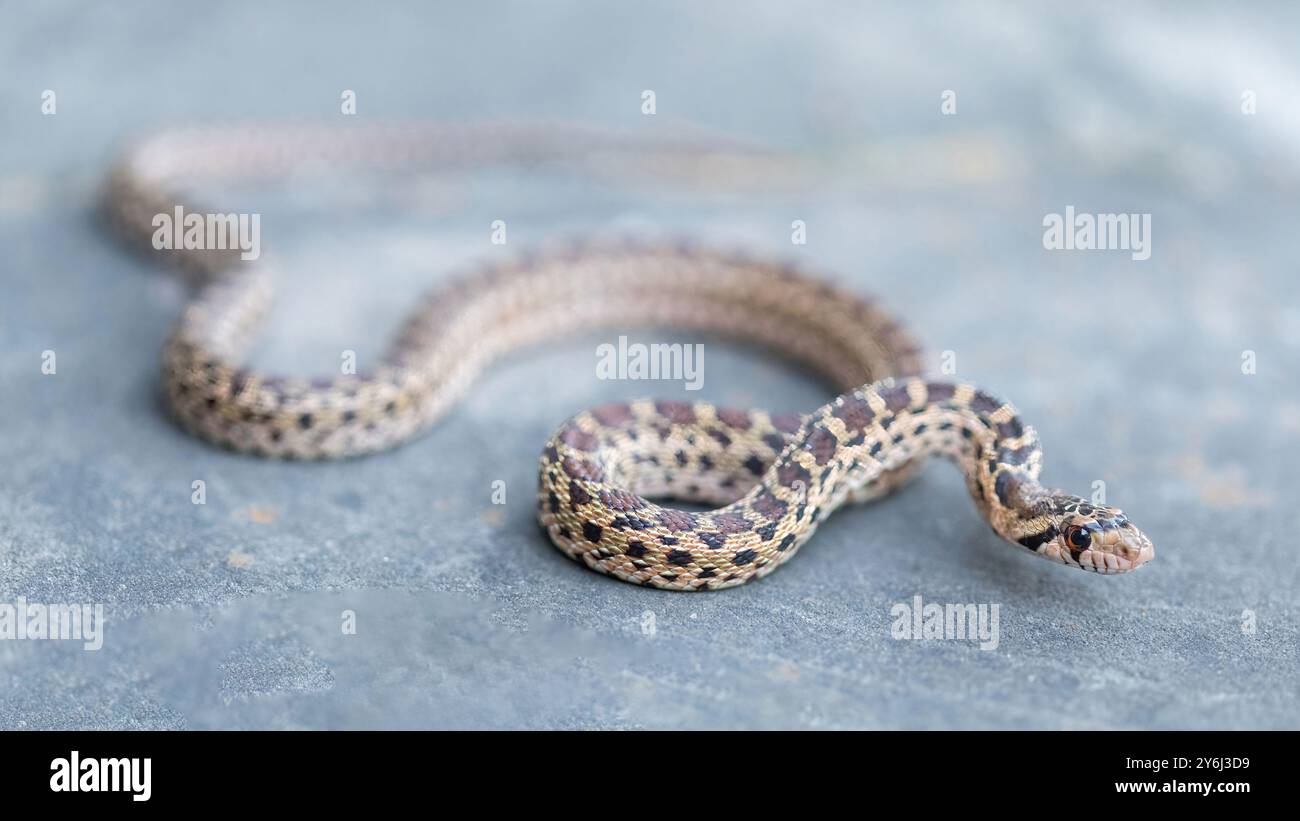 Pacific Gopher Snake giovani che strisciano. San Francisco Bay Trail, Sunnyvale, Santa Clara County, California, Stati Uniti. Foto Stock