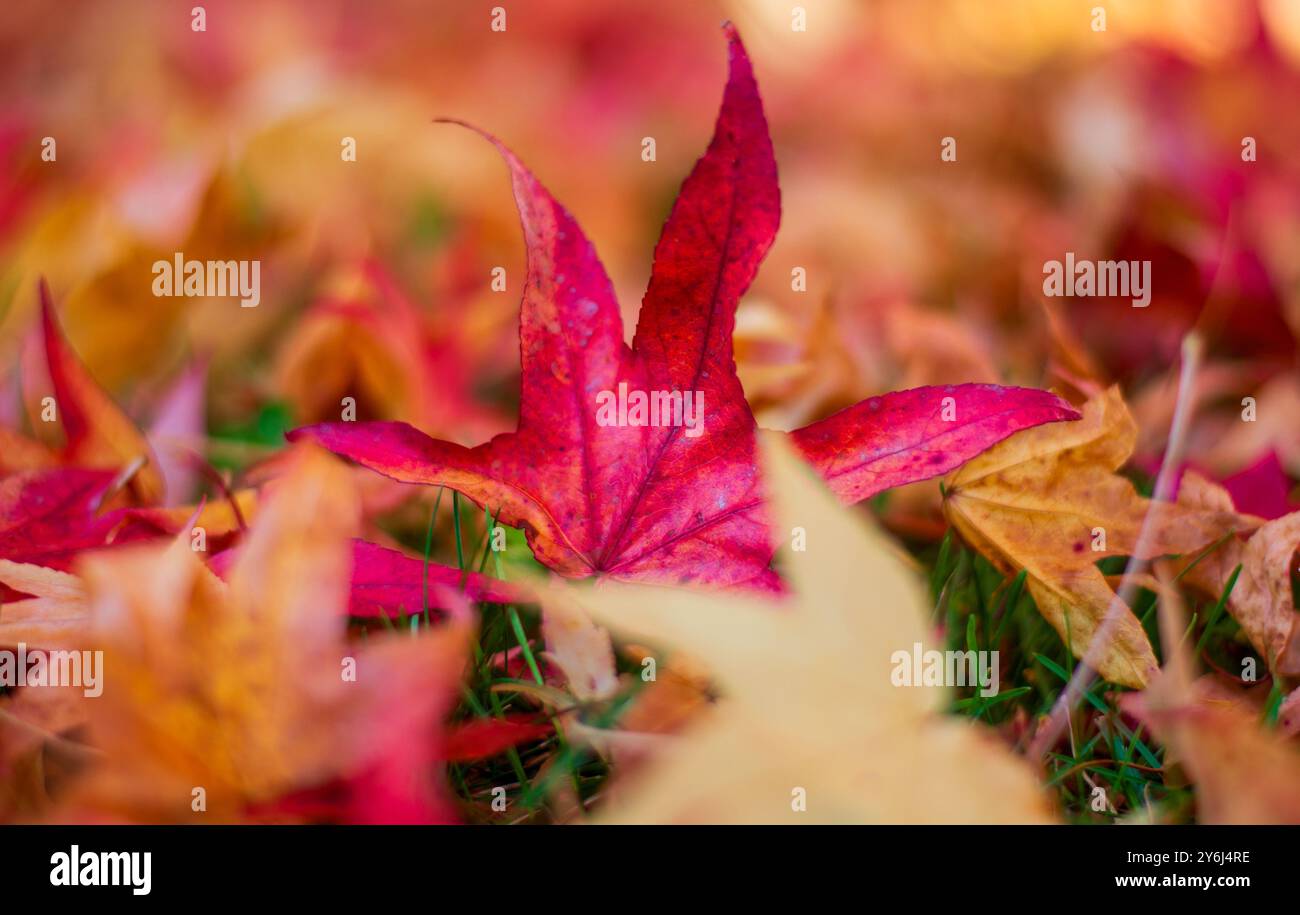 le vibrazioni dell'anima con i colori dell'autunno Foto Stock