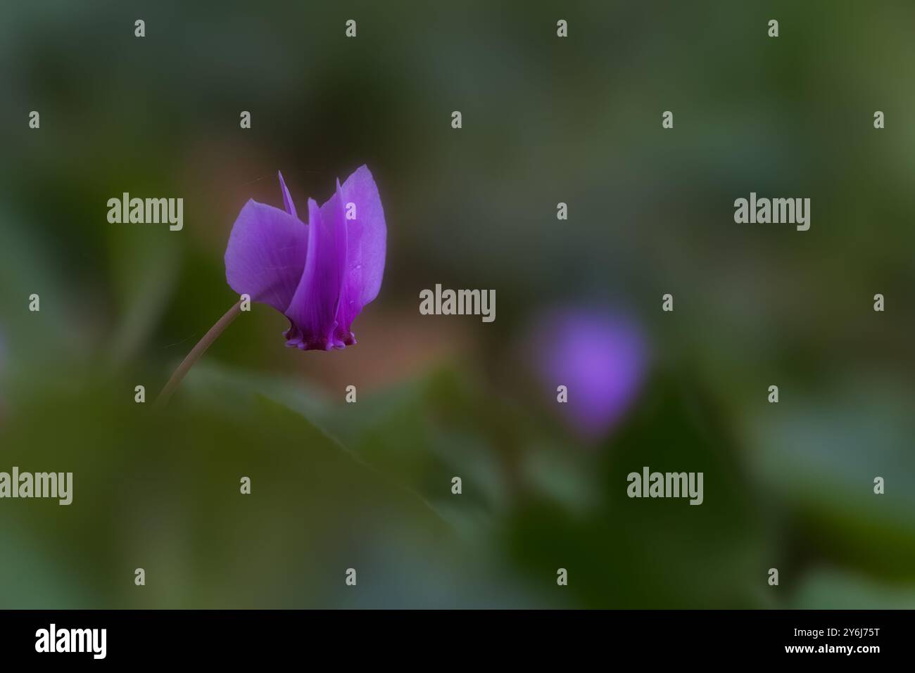 Ciclamino con fiore viola isolato tra primo piano fuori fuoco e sfondo Foto Stock