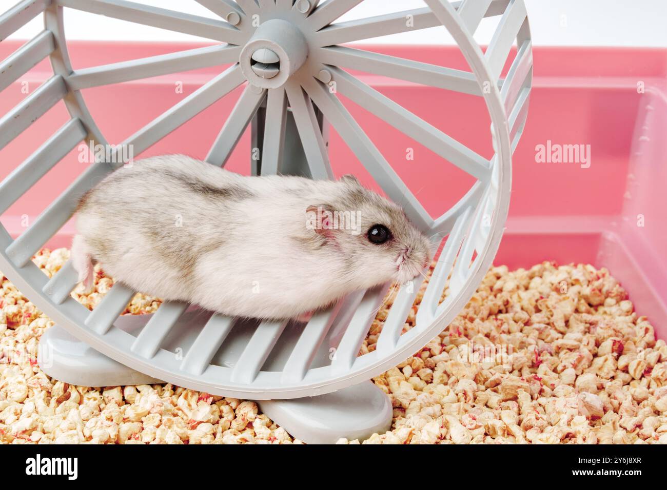 Un criceto giocoso corre energicamente sulla sua ruota all'interno di una gabbia luminosa e colorata Foto Stock
