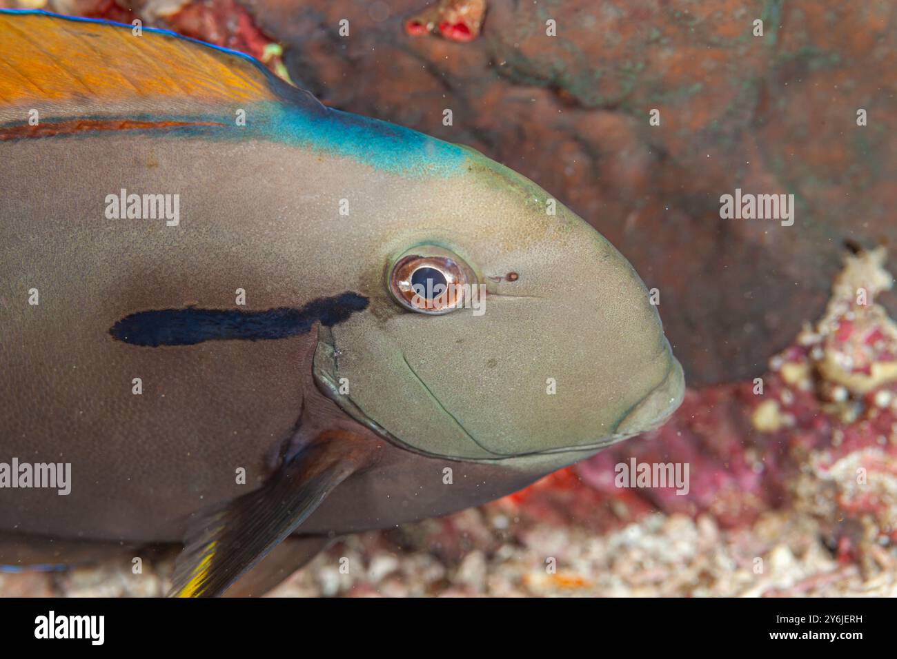 Indonesia, Raja Ampat, Surgeonfish (Acanthurus nigricauda), Epaulette Surgeonfish, Eye-line Surgeonfish Foto Stock