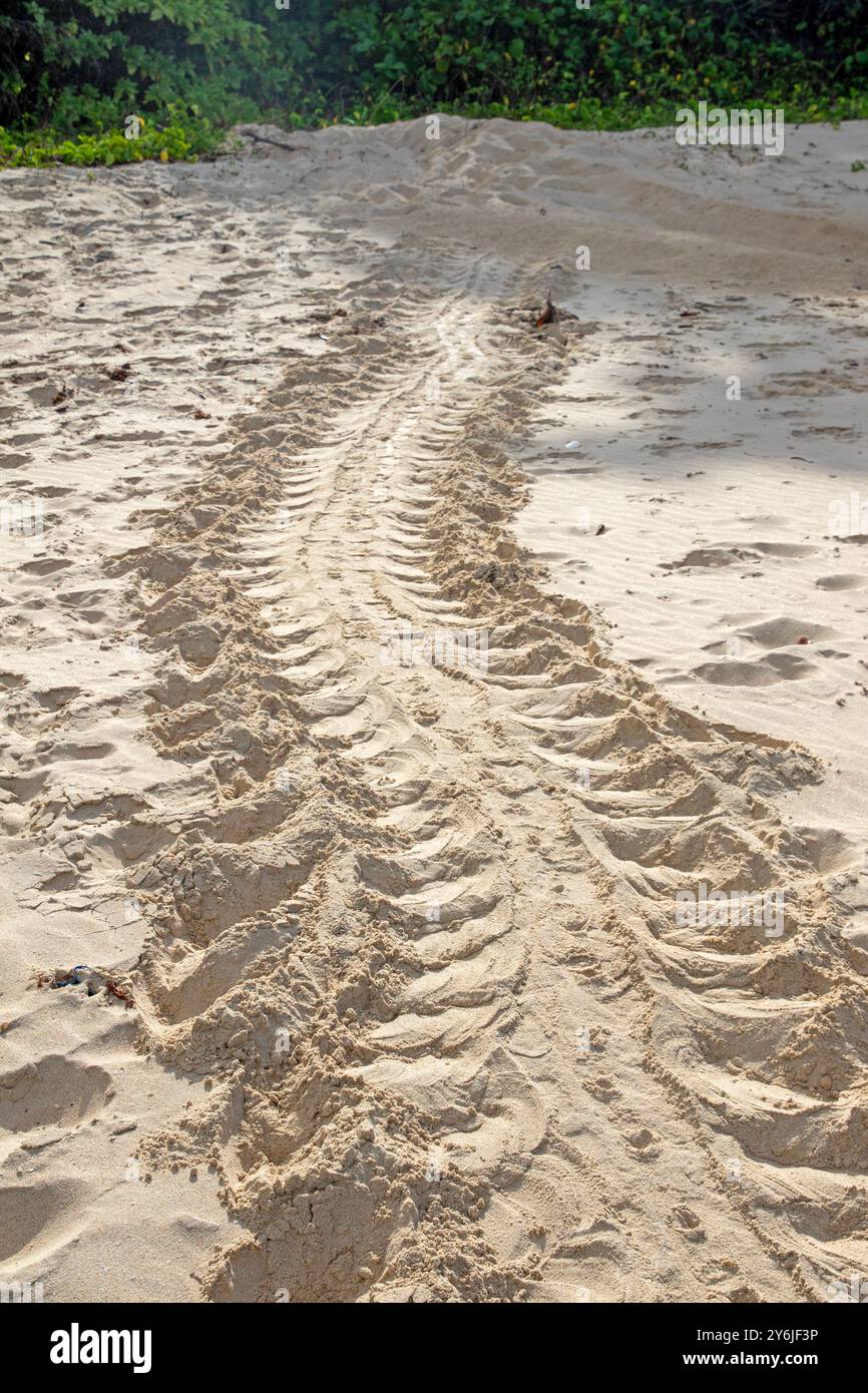 Sentieri delle tartarughe sulla spiaggia di Macassan (Garanhan) Foto Stock