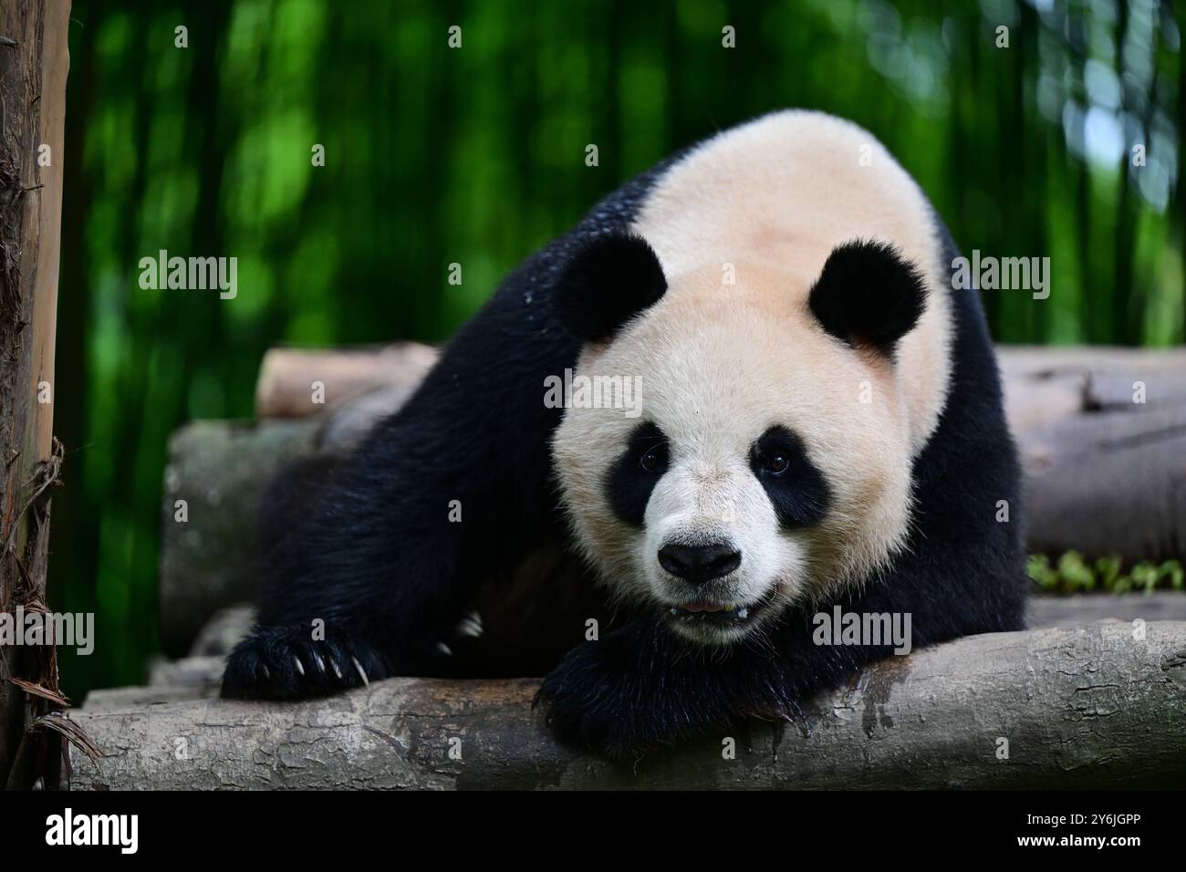 (240926) -- CHENGDU, 26 settembre 2024 (Xinhua) -- panda gigante e AN è raffigurato al China Conservation and Research Center for the Giant Panda nella città di Dujiangyan, nella provincia del Sichuan nel luglio 2024. Un paio di panda giganti donati dal governo centrale alla regione amministrativa speciale di Hong Kong (HKSAR) della Cina è partito su un volo dalla provincia di Sichuan all'HKSAR giovedì mattina. An, un maschio, e KE, una femmina, sono nati entrambi nel giugno 2019. I due sono geneticamente non correlati, ma hanno caratteri complementari. (Foto di li Chuanyou/Xinhua) Foto Stock