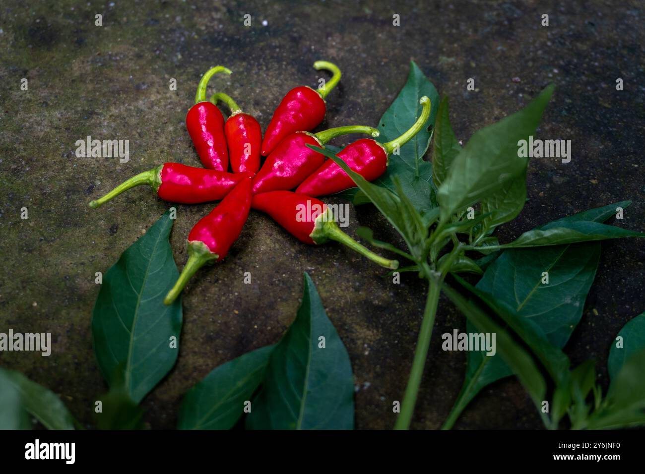 Peperoncino rosso Guntur appena raccolto con foglie, coltivato con metodo biologico in un'azienda agricola di Uttarakhand, India. Mette in evidenza le pratiche di agricoltura sostenibile e biologica. Foto Stock