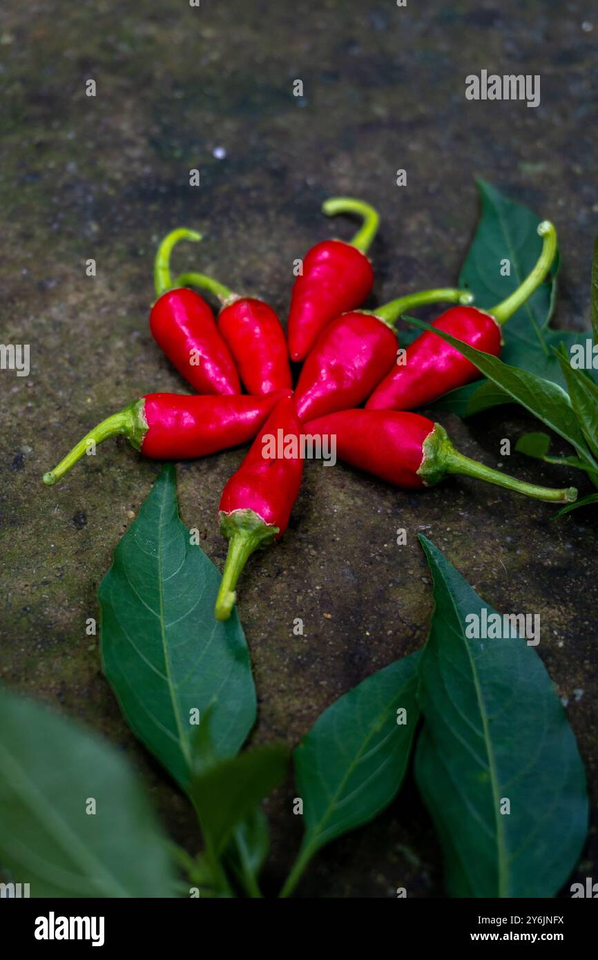 Peperoncino rosso Guntur appena raccolto con foglie, coltivato con metodo biologico in un'azienda agricola di Uttarakhand, India. Mette in evidenza le pratiche di agricoltura sostenibile e biologica. Foto Stock