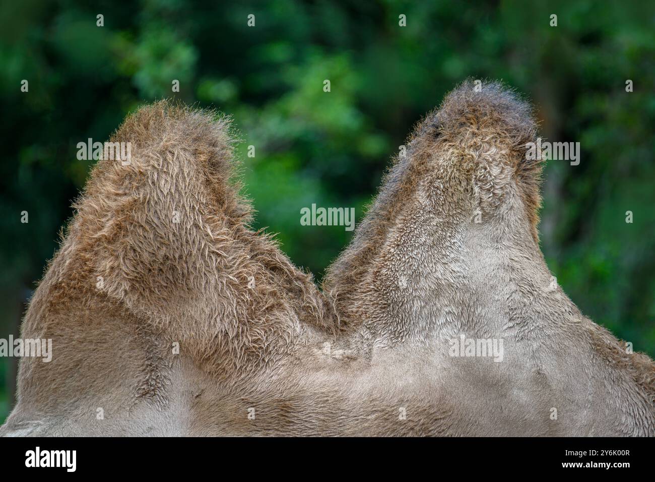 Studio di due gobbe di cammello Bacrian in un parco safari faunistico. Foto Stock