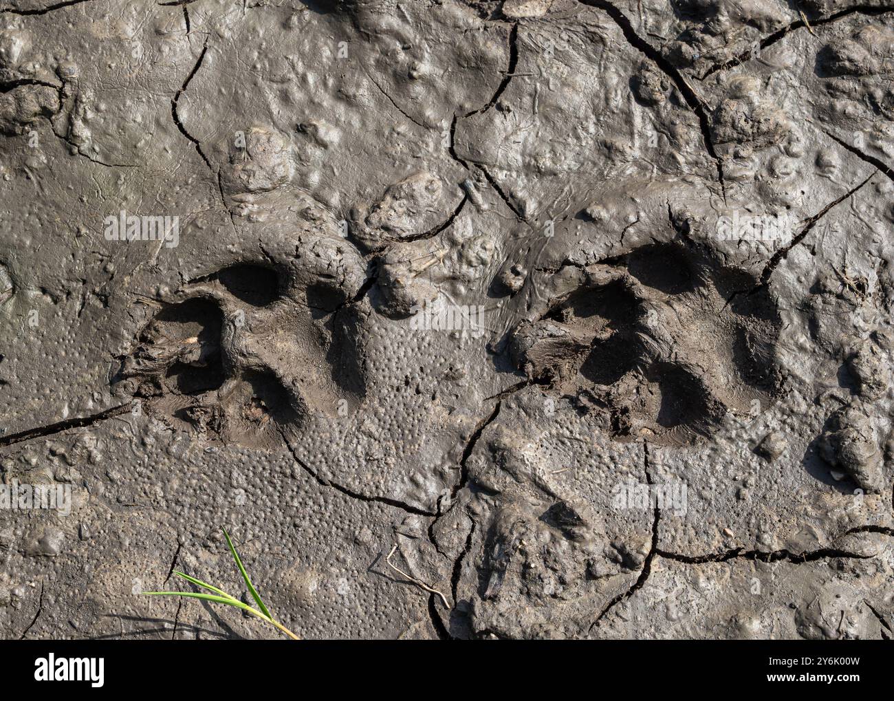 Stampe di zampe di cane in fango secco, Baviera, Germania, Europa Foto Stock