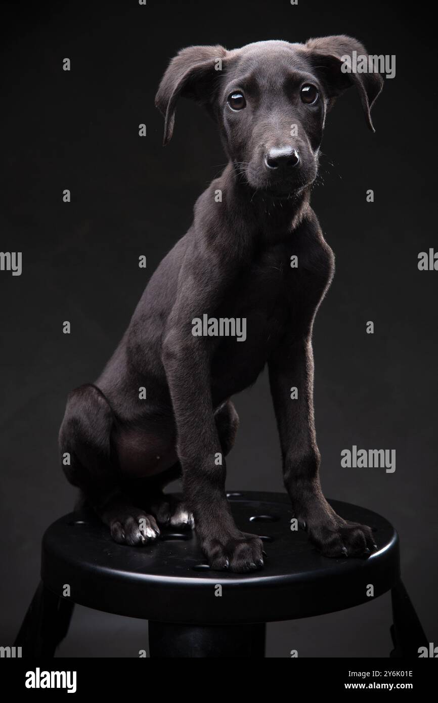 Ritratto di un cucciolo nero seduto su uno sgabello, illuminazione da studio con sfondo nero, look curioso e mirato Foto Stock