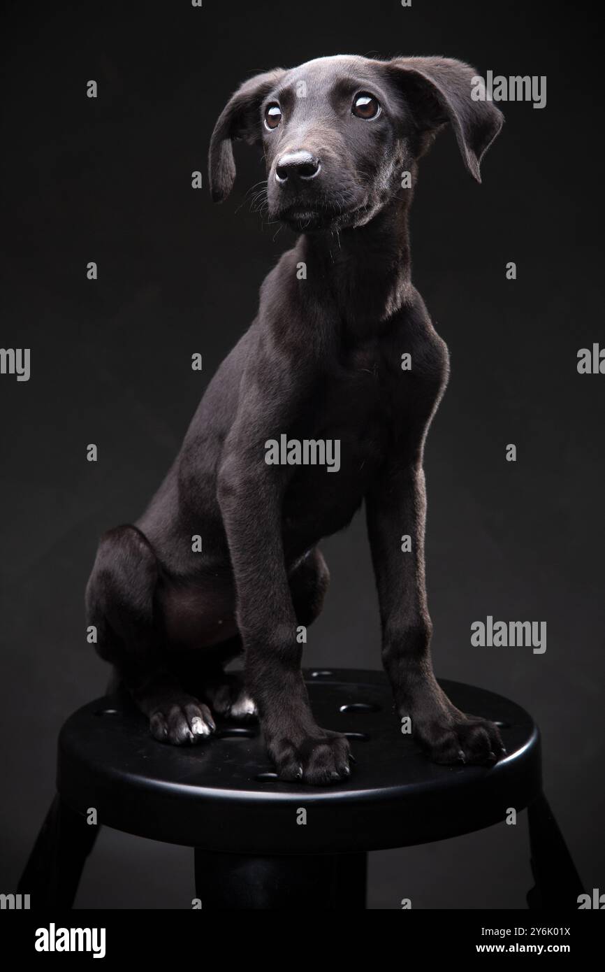 Foto in studio di un cucciolo nero seduto con attenzione, isolato su sfondo nero, illuminazione in studio con occhi espressivi Foto Stock