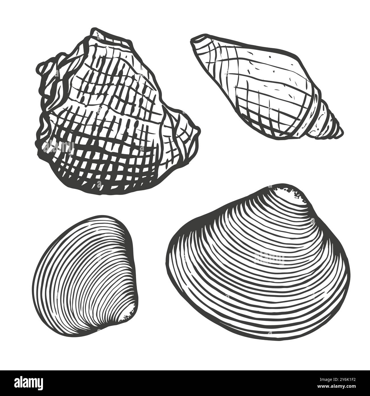 Conchiglia di mare a spirale e vongole Illustrazione Vettoriale