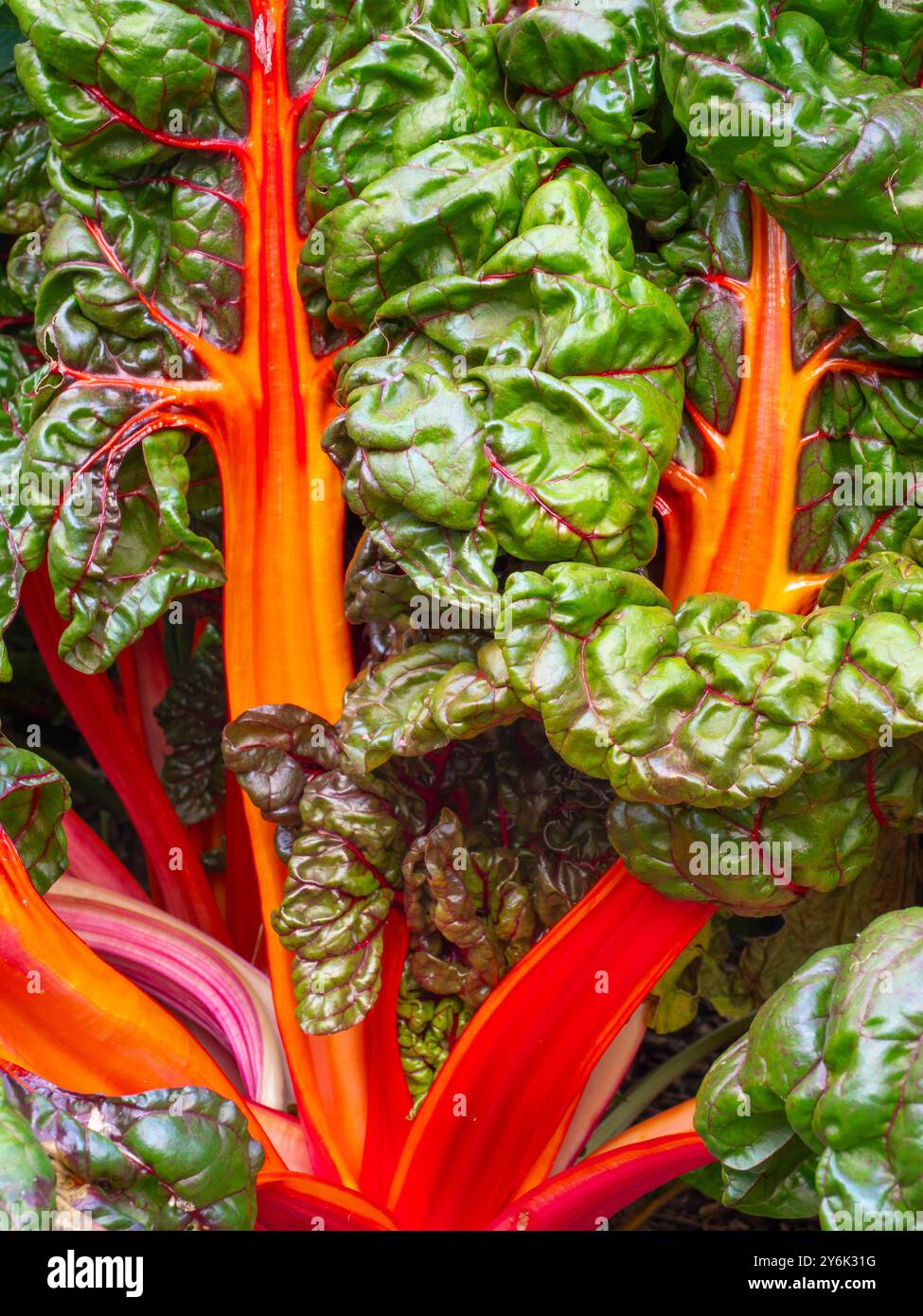 Frutteto rosso rubino. Foto Stock