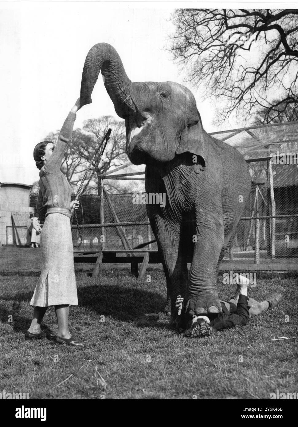 I visitatori del Maidstone Zoo Park , Kent , Inghilterra , ora vedono come un privilegio extra la formazione degli animali per i circhi turistici estivi , qui il signor Karl Fischer , allenatore ventenne , che prova un atto con il suo assistente il 1° aprile 1938 Foto Stock