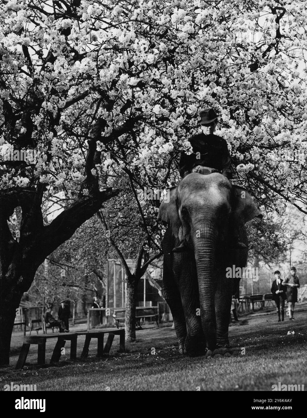 I visitatori del Maidstone Zoo Park , Kent , Inghilterra , ora vedono come un privilegio extra la formazione degli animali per i circhi turistici estivi , qui il signor Karl Fischer , allenatore ventenne , che emerge da sotto alcuni fiori di ciliegio , quando si è in visita ai giardini 1 aprile 1938 Foto Stock