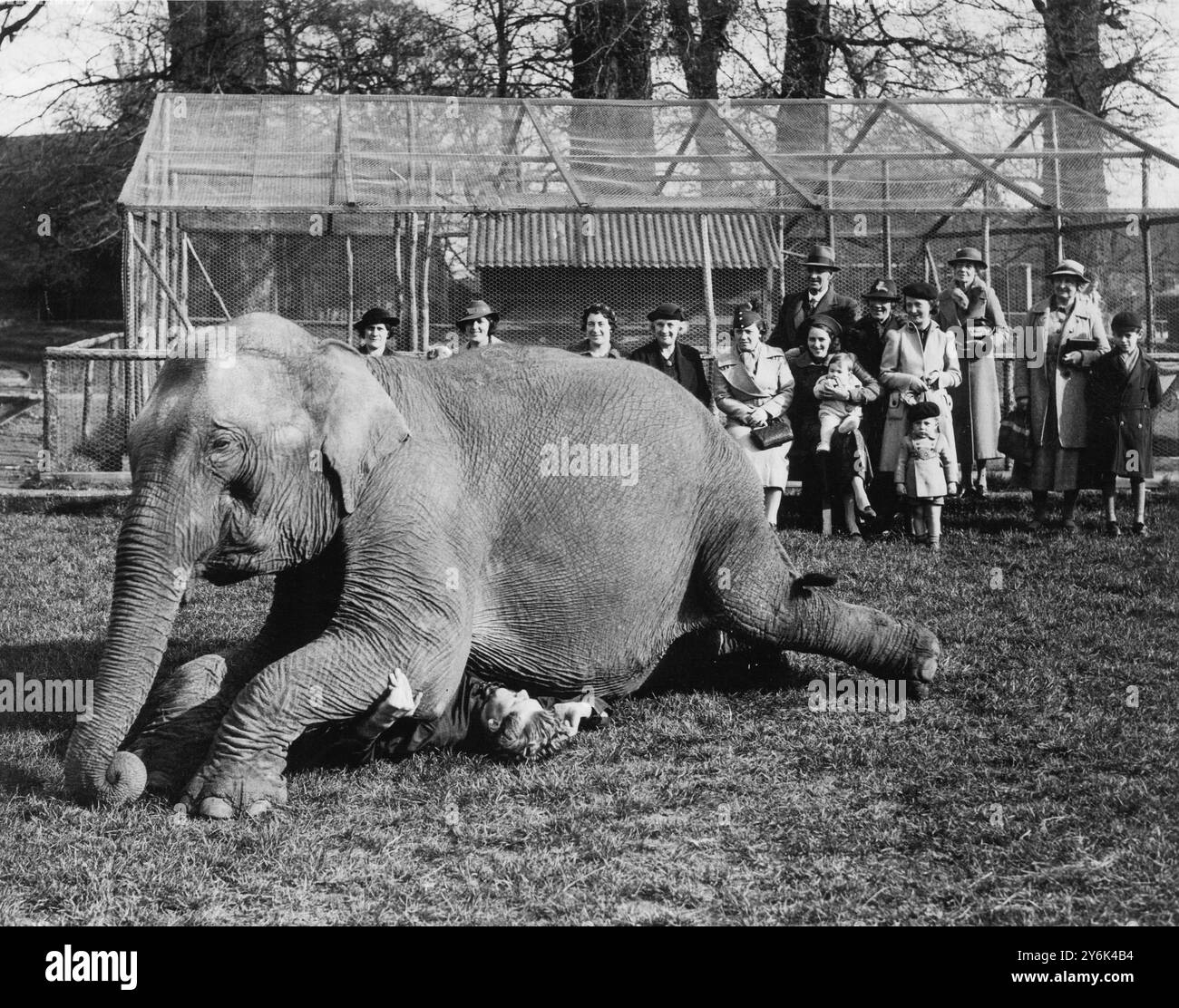 I visitatori del Maidstone Zoo Park , Kent , Inghilterra , ora vedono come un privilegio extra la formazione degli animali per i circhi turistici estivi , qui il signor Karl Fischer , allenatore ventenne , che prova un atto davanti a un pubblico ristretto 1° aprile 1938 Foto Stock