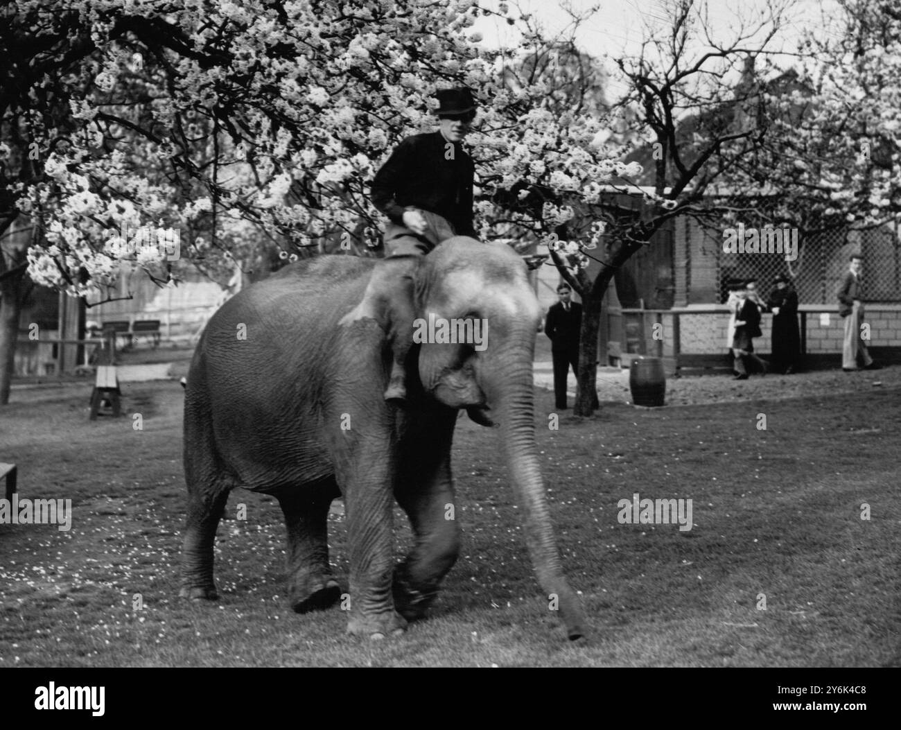 I visitatori del Maidstone Zoo Park , Kent , Inghilterra , ora vedono come un privilegio extra la formazione degli animali per i circhi turistici estivi , qui il signor Karl Fischer , allenatore ventenne , che emerge da sotto alcuni fiori di ciliegio , quando si è in visita ai giardini 1 aprile 1938 Foto Stock