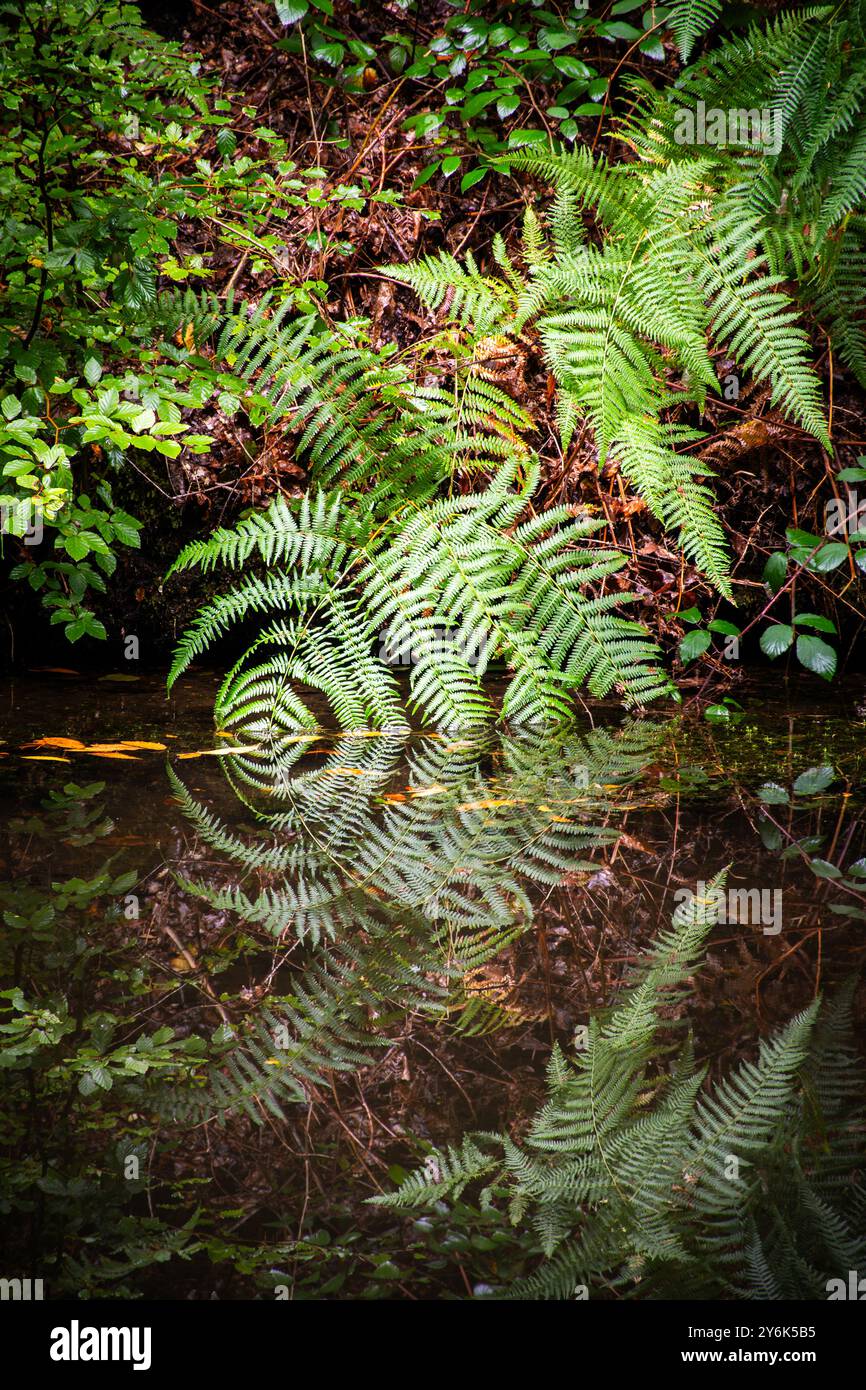 Fronde di felce o di Bracken appese sul canale con riflessi che formano un modello circolare, astratto, sfondo, natura Foto Stock