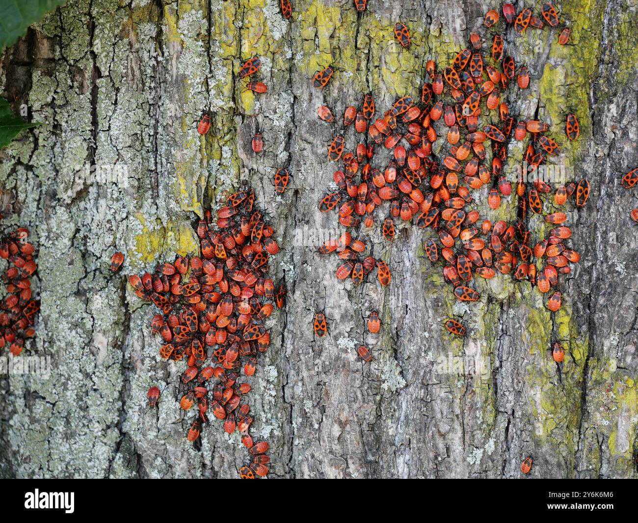una colonia di insetti del fuoco in tutte le fasi di sviluppo su un tronco di albero. La loro colorazione arancione-rosso rende il soggetto fotografico intrigante. Foto Stock