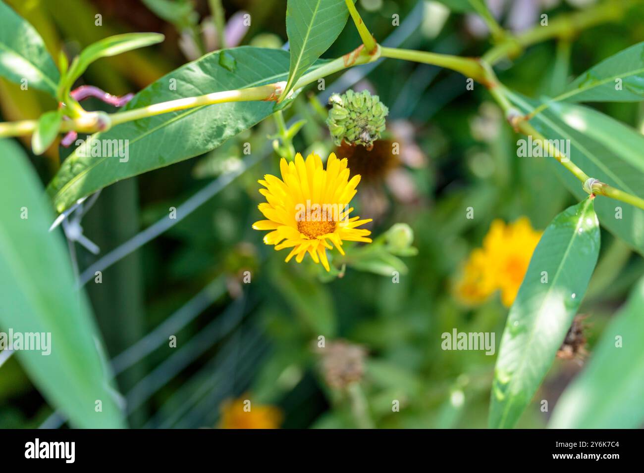 Un primo piano di fiori di orecchie di gatti in fiore che crescono nell'angolo del giardino Foto Stock