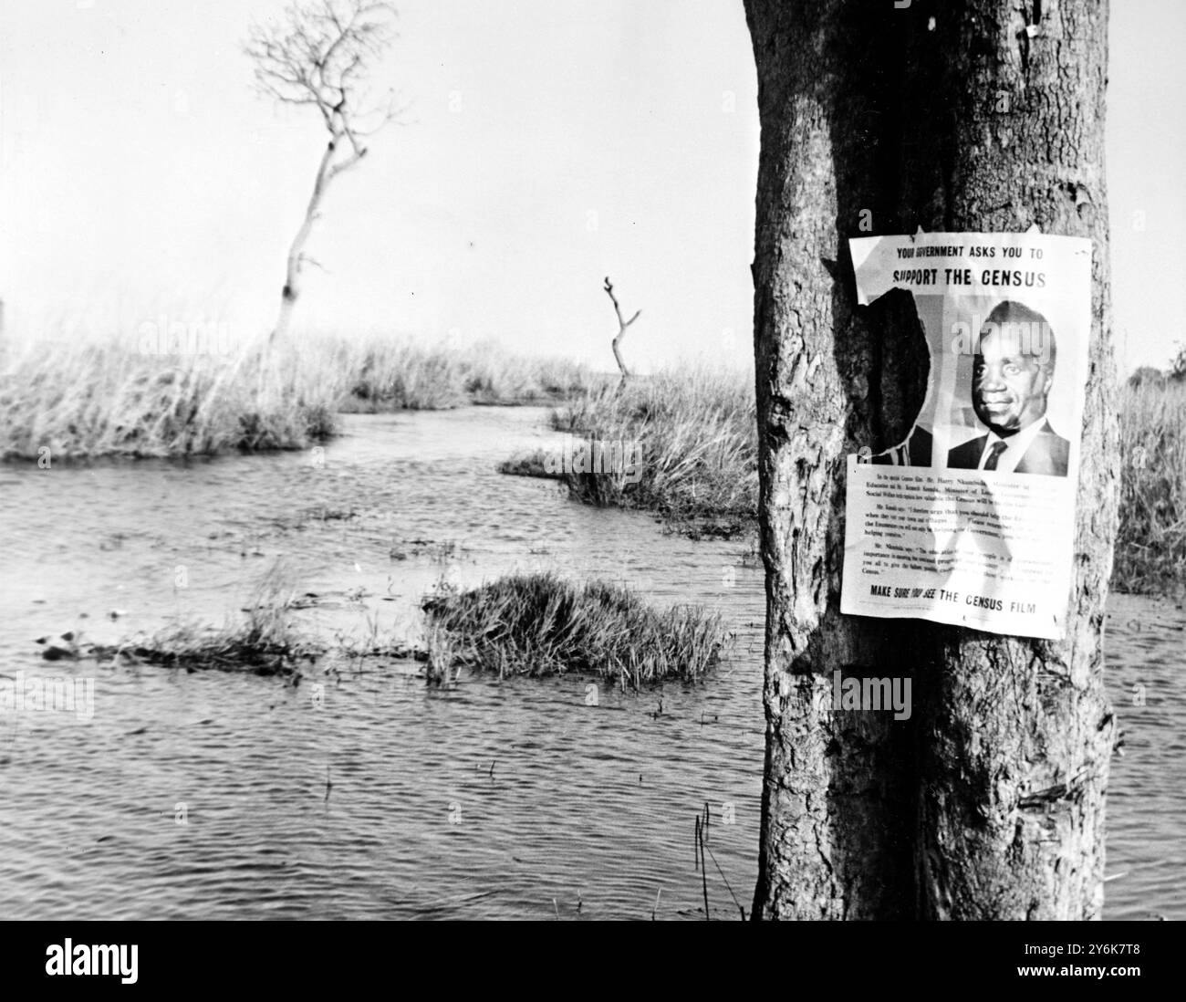 Censimento della Rhodesia settentrionale in Africa un poster ufficiale con l'immagine di Kenneth Kaunda, l'uomo responsabile del governo locale, si attacca a un albero nel mezzo della palude di Lukanga di 900 chilometri quadrati. Ma la lacrima suggerisce che la reazione alla richiesta ufficiale è universale non limitata alle strade secondarie di una città . 1963 Foto Stock