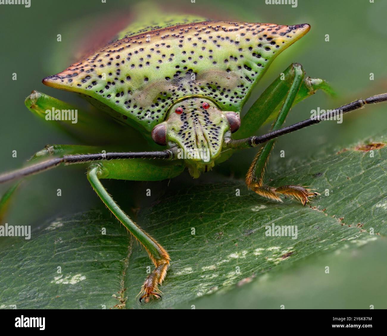 Primo piano di uno Shieldbug di biancospino (Acanthosoma emorroidale). Tipperary, Irlanda Foto Stock