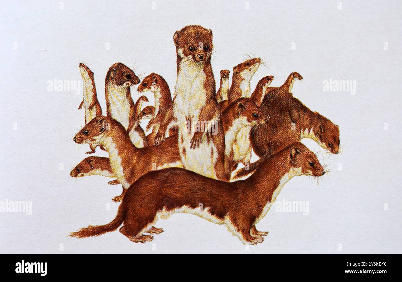 Gruppo di donnole. Disegno. Foto Stock