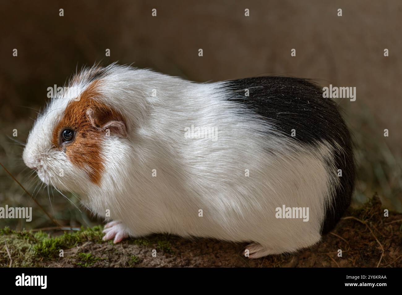 Il Guinea Pig, noto anche come Cavy, è un roditore addomesticato che proviene dalla regione delle Ande del Sud America. Foto Stock