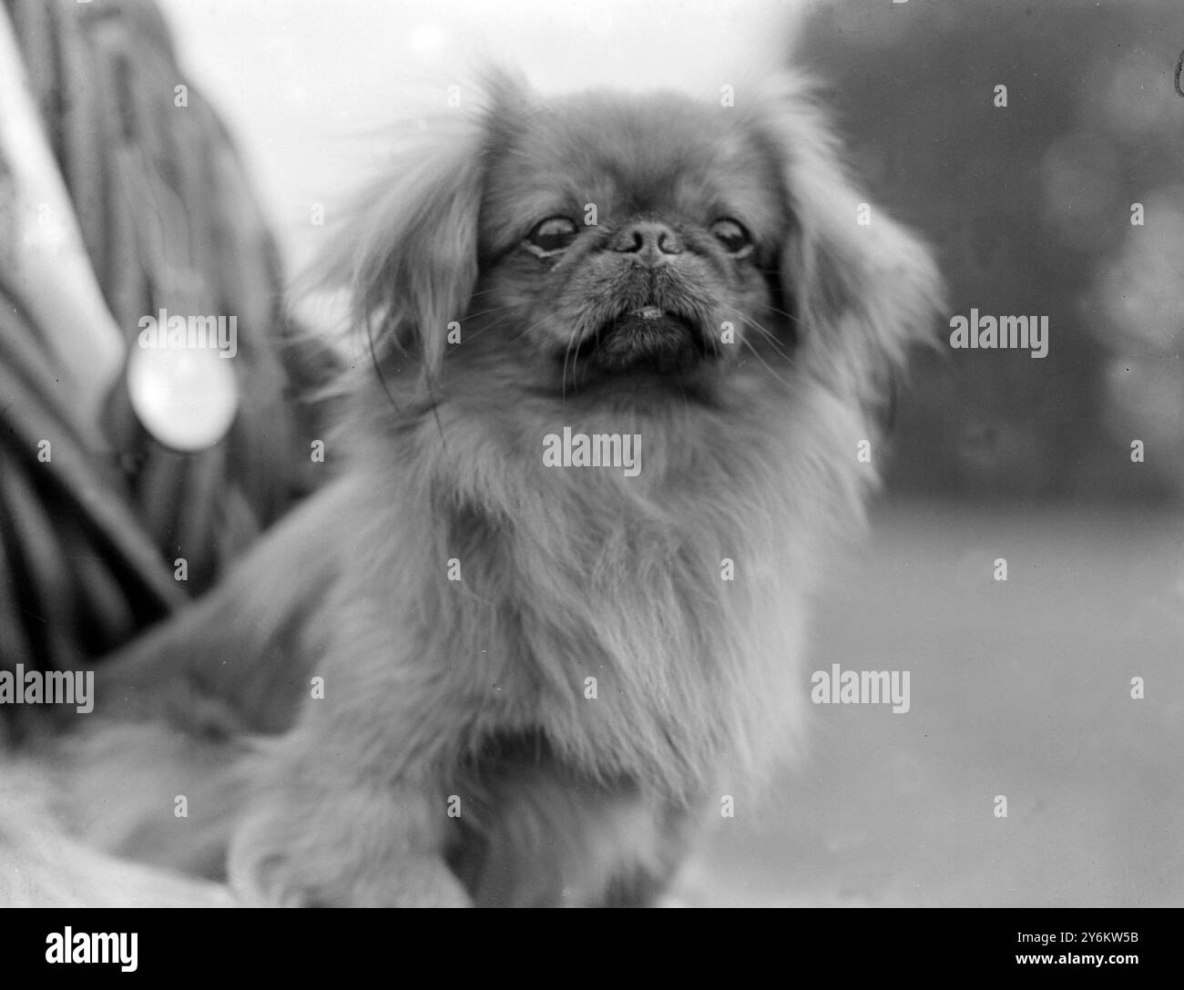 Spettacolo al Pekin Palace di Ranelagh. 'Gunterstone Oh mi', la mostra della signorina D. Keith Wright. 1922 Foto Stock