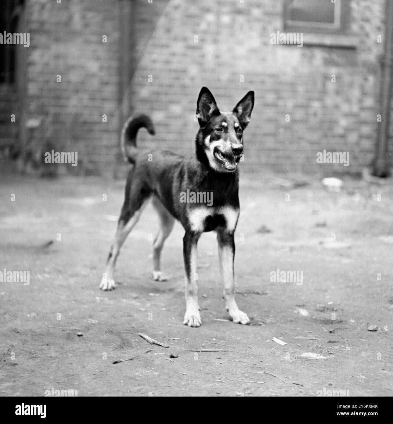 L.K.A. Show all'Olympia. "Rhoda di Tacoma", un bell'alsaziano. 3 maggio 1928 Foto Stock
