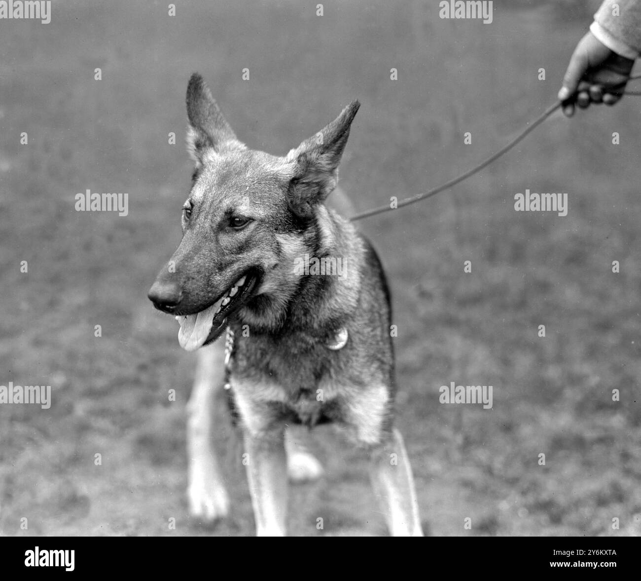 Spettacolo campionario Alsatian Dog Club allo Stanford Bridge. Lady Helena Gleichen's (Palazzo di San Giame, W.1.) "Perfezione di Craig Hyell". 9 giugno 1922 Foto Stock