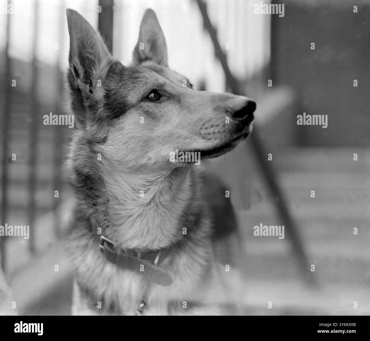 Spettacolo campionario Alsatian Dog Club allo Stanford Bridge. Sig.ra W.H. Widdows (Glennelg, St John's, Crowborough) "Obercassel Bay". 17 giugno 1922 Foto Stock