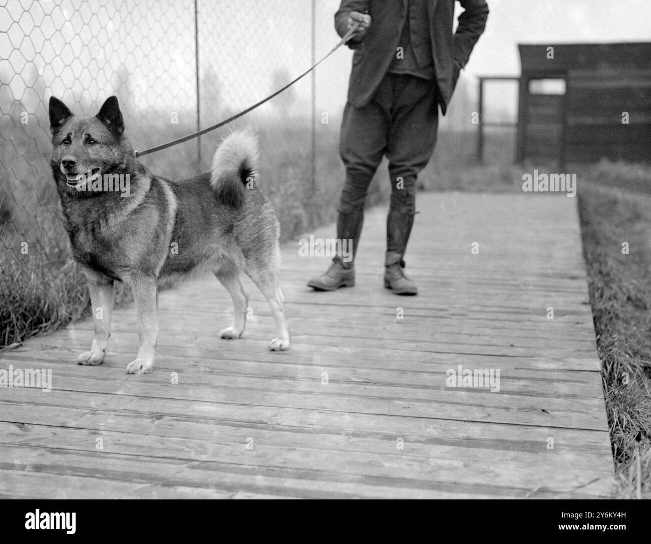 Al Mr Holmes Elkhounds Kennels di Hampton. Campione "Rugg of Gliter", vincitore di 18 campionati e molti altri premi. 1932 Foto Stock